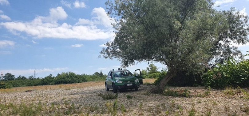 Danneggiate ceppaie in un bosco di Frassinello